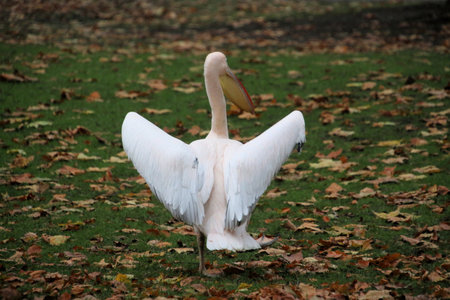 Great White Pelican - Pelecanus onocrotalusの写真素材