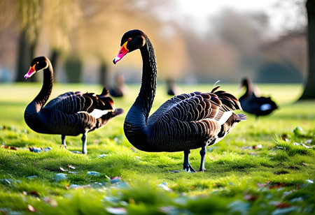Black swans in the park. Beautiful nature scene with swans.の素材