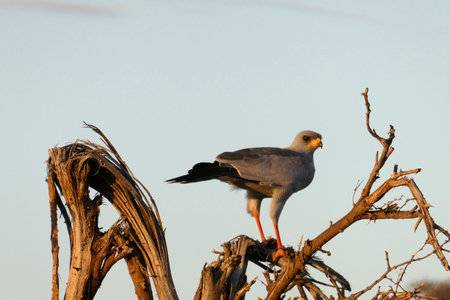 Red-necked kite in Chobe National Park, Botswana, Africaの写真素材