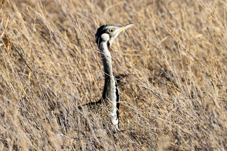Greater bustard, Otis tarda, single bird in dry grass