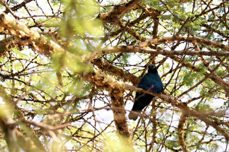 peacock in a treeの写真素材