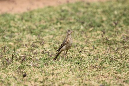 Lark on the grass in the savannah of Kenya, Africaの写真素材