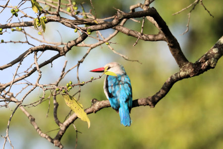 White-throated Kingfisher perched on a tree branchの写真素材
