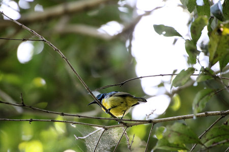 Blue Tit, single bird on branchの写真素材