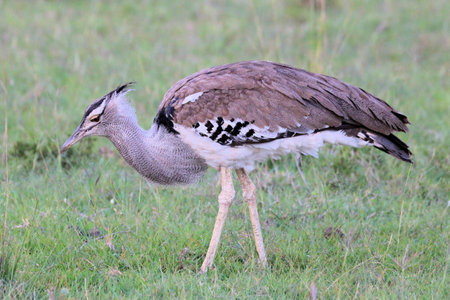 Kori bustard, Otis kori, single bird on grass, South Africaの写真素材