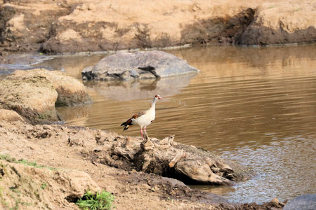 Egyptian Goose on the bank of the river in the national parkの写真素材