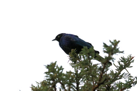 Black bird perched on a branch with green foliageの写真素材