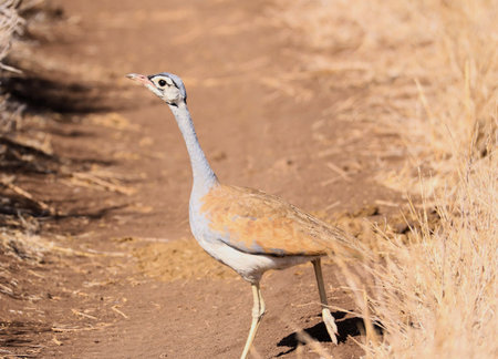 Kori Bustard - Otis tarda in Namibia