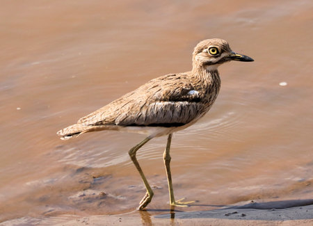 Burhinus indicus, single bird in water, South Africa