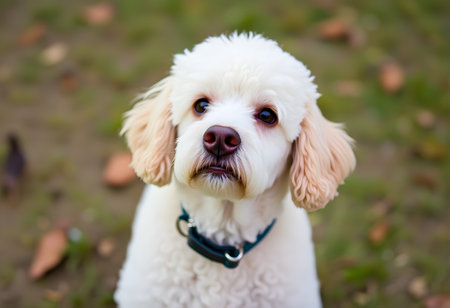 Cute white poodle dog with blue eyes looking at the cameraの素材