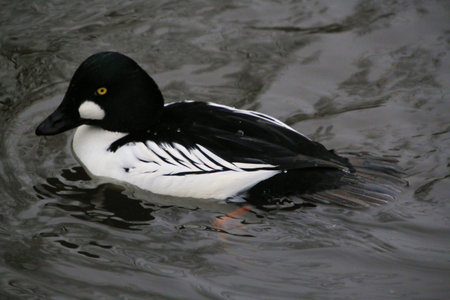 A male goldeneye swims in a lake.の写真素材