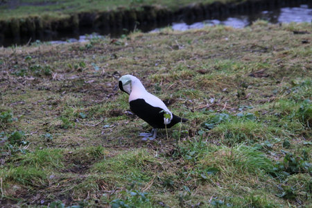 Eider duck, Somateria mollissima, single male on water, Gloucestershire