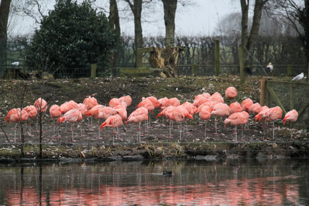 Flamingo in the Netherlands, Holland, Europeの写真素材