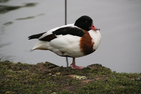 Tadorna tadorna - The common shelduckの写真素材