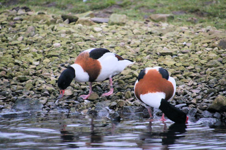 Tadorna tadorna - The common shelduckの写真素材