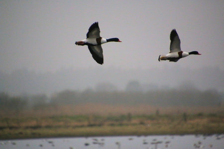 Mallard, pied duck, single bird in flight, Gloucestershire