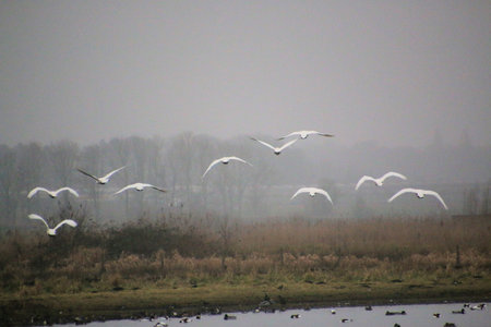A view of a Whooper Swan in flight at Martin Mere Nature Reserve