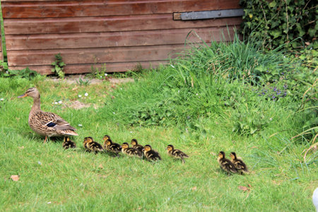 Duck with ducklings on the green grass in the garden.の写真素材