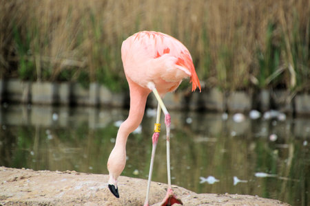 Greater flamingo (Phoenicopterus ruber)の写真素材