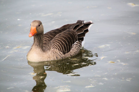 Greylag goose (Anser anser) on waterの写真素材