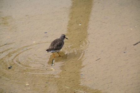 Redshank (Tringa totanus) on the beachの写真素材