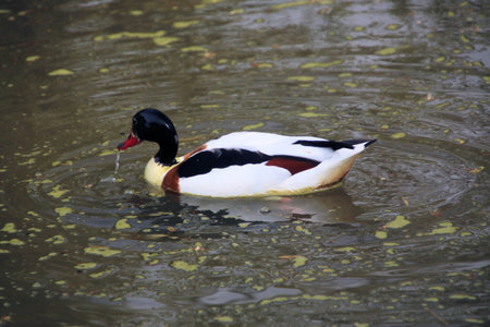 Tadorna tadorna, single male on water, UK