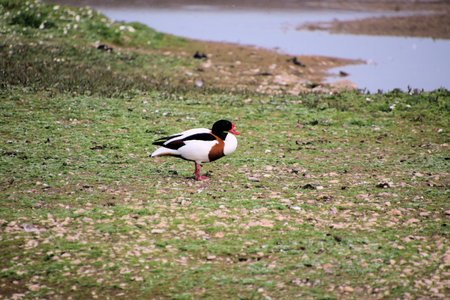 Tadorna tadorna is a species of bird in the shelduck family.の写真素材