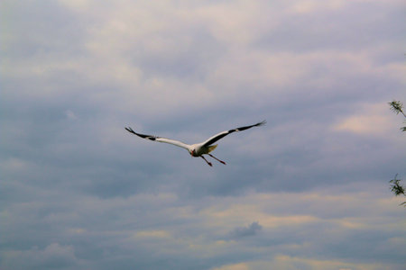 White stork flying in the sky over the river. Wildlife scene from nature.の写真素材