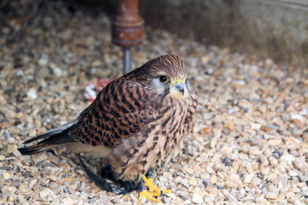 Birds of prey in the aviary. Birds of prey.の写真素材
