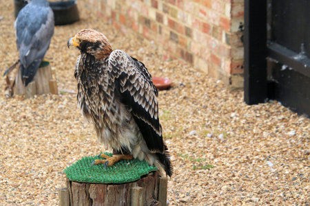 Birds of prey in the aviary. Birds of prey.