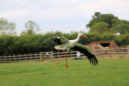 A stork flying over a fieldの写真素材