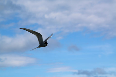 Arctic Tern  flying in the blue sky, closeup of photo
