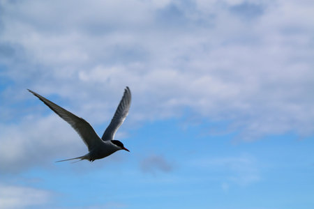 Arctic Tern  flying in the blue sky, closeup of photo