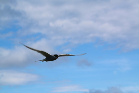 Arctic Tern  flying in the blue sky, closeup of photo