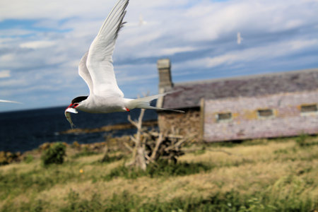 Arctic Tern  flying in the blue sky, closeup of photo