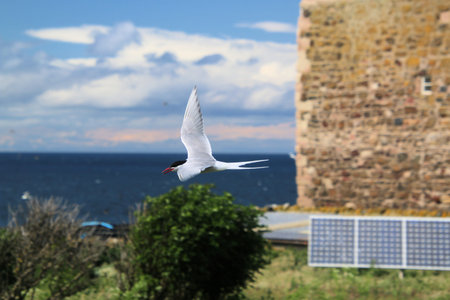 Arctic Tern  flying in the blue sky, closeup of photo