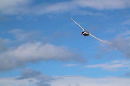 Arctic Tern  flying in the blue sky, closeup of photo