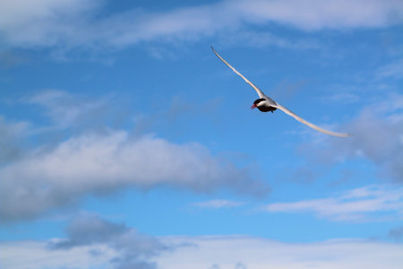 Arctic Tern  flying in the blue sky, closeup of photo