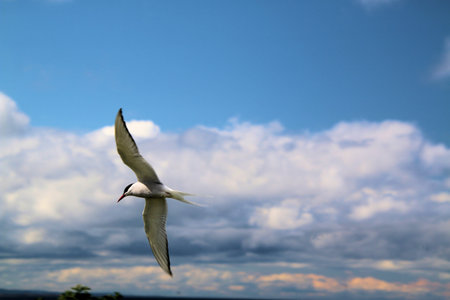Arctic Tern  flying in the blue sky, closeup of photo