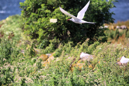 Arctic Tern  flying in the blue sky, closeup of photo
