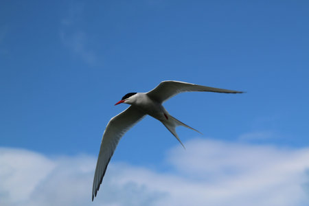 Arctic Tern  flying in the blue sky, closeup of photo