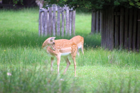 Fallow deer (Dama dama ) in the park.の写真素材