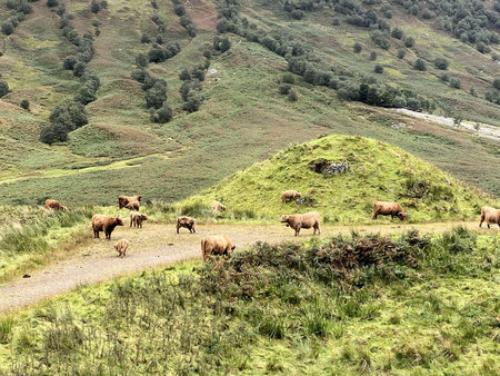 A view of a Highland Cow in the Scottish Highlandsの写真素材