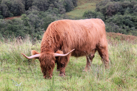 A view of a Highland Cow in the Scottish Highlands