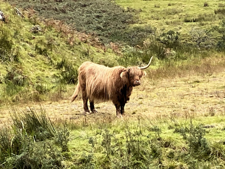 A view of a Highland Cow in the Scottish Highlands