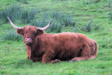 A view of a Highland Cow in the Scottish Highlands