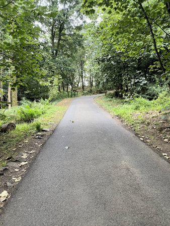 Road in the forest with trees and bench in the foreground, vertical