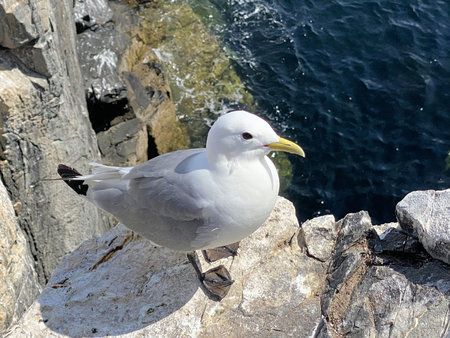 Kittiwake (Larus dominicanus) and its chickの写真素材