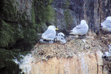 Kittiwake (Larus dominicanus) and its chickの写真素材