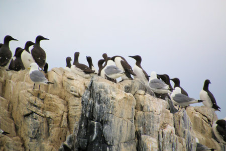 Group of Guillemot (Uria aalge) on rockの写真素材